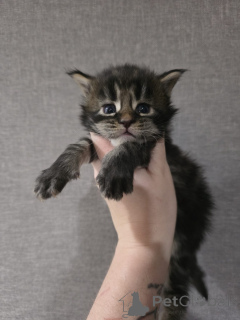 Zdjęcie №3. Maine Coon Kitten Purebred. Austria