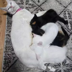 Zdjęcie №2 do zapowiedźy № 167275 na sprzedaż  turecki van - wkupić się Niemcy prywatne ogłoszenie