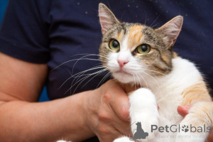 Zdjęcie №4. Sprzedam  w Rzeka Moskwa. prywatne ogłoszenie - cena - Bezpłatny