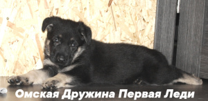 Zdjęcie №1. owczarek wschodni - na sprzedaż w Omsk | Negocjowane | Zapowiedź №5083