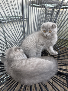 Zdjęcie №4. Sprzedam scottish fold w Kaiserslautern. prywatne ogłoszenie - cena - 1674zł