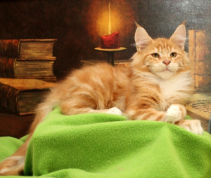 Zdjęcie №3. ZA DARMO! Wspaniały kot NIGHTHUNTERS LONDON, jak małe lwiątko.. Federacja Rosyjska