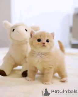 Zdjęcie №2 do zapowiedźy № 138107 na sprzedaż  scottish fold - wkupić się Niemcy hodowca