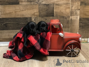 Zdjęcie №3. Szczeny AKC Labs. Wielka Brytania