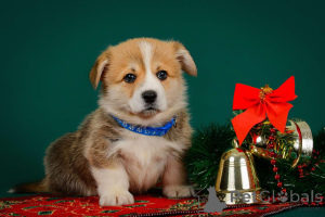 Zdjęcie №2 do zapowiedźy № 138075 na sprzedaż   - wkupić się Estonia od żłobka