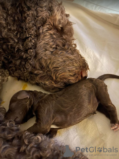 Dodatkowe zdjęcia: Szczenięta Lagotto Romagnolo