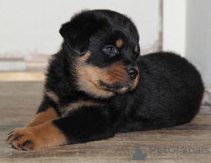 Zdjęcie №1. rottweiler - na sprzedaż w Bremen | Bezpłatny | Zapowiedź №95052