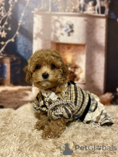 Zdjęcie №2 do zapowiedźy № 130676 na sprzedaż  maltipu - wkupić się Niemcy prywatne ogłoszenie, od żłobka, hodowca