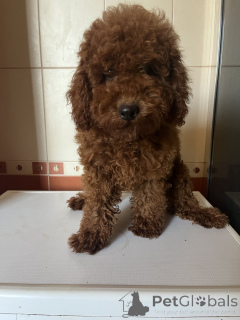 Zdjęcie №4. Sprzedam pudel (zabawka) w Kijów. prywatne ogłoszenie, od żłobka, hodowca - cena - 7654zł