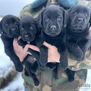 Zdjęcie №2 do zapowiedźy № 43015 na sprzedaż  labrador retriever - wkupić się Niemcy prywatne ogłoszenie, hodowca