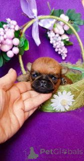 Zdjęcie №1. brabantczyk - na sprzedaż w Rzeka Moskwa | 2063zł | Zapowiedź №165853