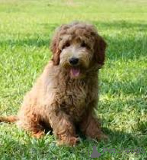 Zdjęcie №3. Prachtige Labradoodle-puppy's te koop. Belgia