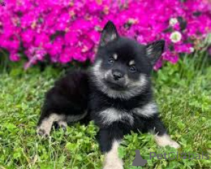 Zdjęcie №1. västgötaspets - na sprzedaż w Helsinki | 3348zł | Zapowiedź №169378