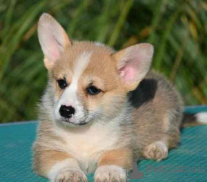 Zdjęcie №1. welsh corgi - na sprzedaż w Valeovo | negocjowane | Zapowiedź №155405