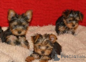 Zdjęcie №2 do zapowiedźy № 121057 na sprzedaż  yorkshire terrier - wkupić się Niemcy hodowca