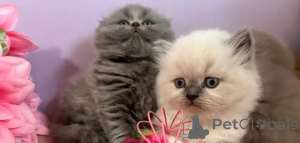 Zdjęcie №1. scottish fold - na sprzedaż w Badenheim | Bezpłatny | Zapowiedź № 176007