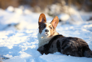 Zdjęcie №2 do zapowiedźy № 5291 na sprzedaż  welsh corgi - wkupić się Federacja Rosyjska od żłobka