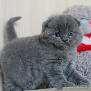 Zdjęcie №1. scottish fold - na sprzedaż w Jyväskylä | 837zł | Zapowiedź № 122847