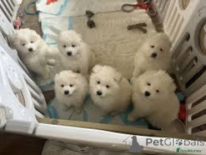 Zdjęcie №1. samojed (rasa psa) - na sprzedaż w Madryt | 3348zł | Zapowiedź №166008