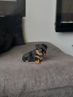 Zdjęcie №3. Yorki do adopcji. Grecja
