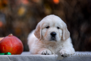 Dodatkowe zdjęcia: Szczenięta golden retrievera