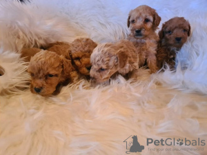 Zdjęcie №2 do zapowiedźy № 96189 na sprzedaż  labradoodle - wkupić się Serbia 