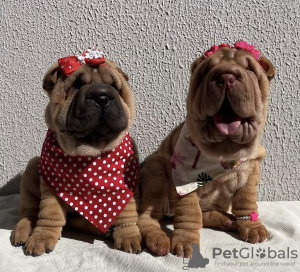 Zdjęcie №1. shar pei - na sprzedaż w Tallinn | 4zł | Zapowiedź №77738