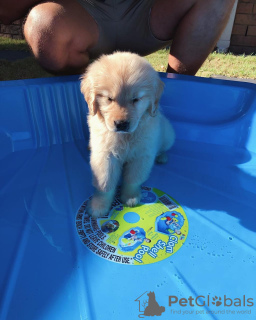 Zdjęcie №1. golden retriever - na sprzedaż w Trier | Bezpłatny | Zapowiedź №105442