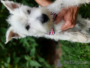 Zdjęcie №1. west highland white terrier - na sprzedaż w Brudzów | 1300zł | Zapowiedź №119426