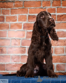 Zdjęcie №2 do zapowiedźy № 94297 na sprzedaż   - wkupić się Federacja Rosyjska hodowca