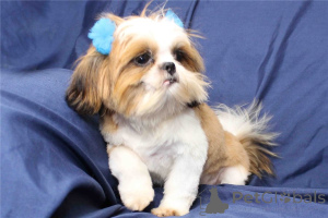Zdjęcie №1. shih tzu - na sprzedaż w Jednostka regionalna North Ateny | negocjowane | Zapowiedź №170475
