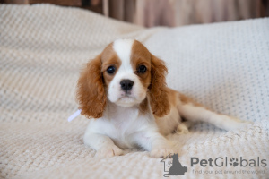 Dodatkowe zdjęcia: Szczenięta Cavalier King Charles Spaniel