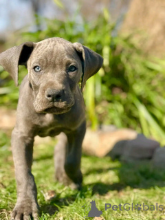 Zdjęcie №1. amerykański pitbulterier - na sprzedaż w Флорида Сити | 5083zł | Zapowiedź №138996
