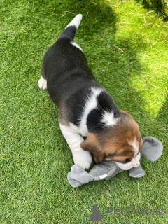 Zdjęcie №4. Sprzedam szpic niemiecki w Los Angeles. prywatne ogłoszenie - cena - 2760zł