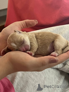 Zdjęcie №3. Sprzedaję szczeniaki Maltipie (chłopcy i jedna dziewczyna) piszę, wyślę ci nowe. Uzbekistan