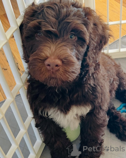 Zdjęcie №3. Lindos cachorros Cão de Água Português para venda. Portugalia