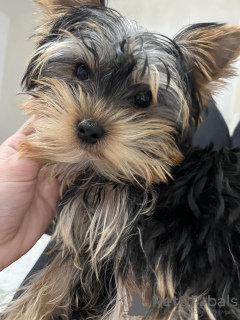 Zdjęcie №4. Sprzedam yorkshire terrier w Belgrad.  - cena - negocjowane