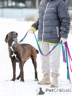 Zdjęcie №4. Sprzedam pies nierasowy w Moskova. prywatne ogłoszenie - cena - Bezpłatny