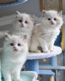 Zdjęcie №2 do zapowiedźy № 161557 na sprzedaż  ragdoll - wkupić się Finlandia prywatne ogłoszenie