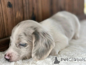 Zdjęcie №2 do zapowiedźy № 162955 na sprzedaż  jamnik - wkupić się USA hodowca