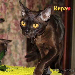Zdjęcie №2 do zapowiedźy № 24283 na sprzedaż  kot burmski - wkupić się Federacja Rosyjska od żłobka