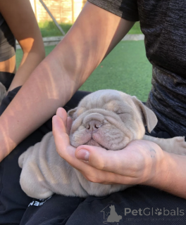 Zdjęcie №4. Sprzedam buldog angielski w Rzym. prywatne ogłoszenie - cena - 11959zł