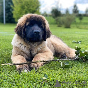 Zdjęcie №1. leonberger - na sprzedaż w Vantaa | 2302zł | Zapowiedź №121007