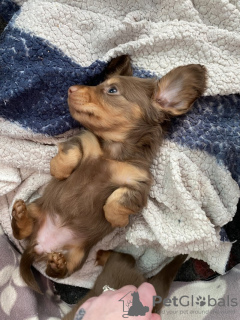 Zdjęcie №4. Sprzedam jamnik w Aarbergen. prywatne ogłoszenie - cena - 7654zł