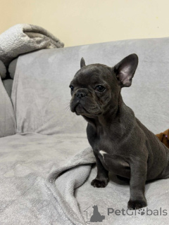 Zdjęcie №3. Französische Bulldogge Welpen zu vermitteln.. Niemcy