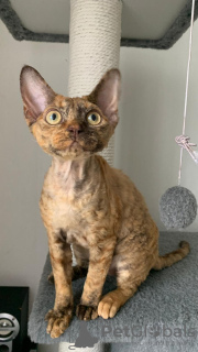 Zdjęcie №1. devon rex - na sprzedaż w Беларусь | negocjowane | Zapowiedź № 82796