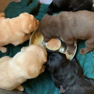 Zdjęcie №2 do zapowiedźy № 173326 na sprzedaż  labrador retriever - wkupić się Polska prywatne ogłoszenie