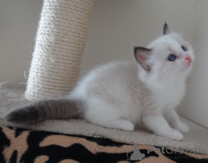 Zdjęcie №1. ragdoll - na sprzedaż w Helsinki | negocjowane | Zapowiedź № 174620