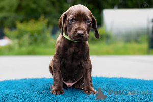 Zdjęcie №3. Szczenięta najwyższe umiejętności i charakter polowania.. Litwa