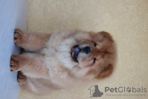 Zdjęcie №3. Nikola Milićević. Serbia